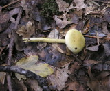 Tricholoma sulphureum image