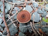 Coltricia perennis image