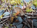 Coltricia perennis image