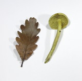 Tricholoma sulphureum image
