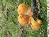 Tylopilus balloui image
