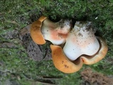 Gyroporus ballouii image