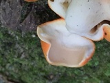 Tylopilus balloui image