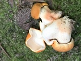 Gyroporus ballouii image