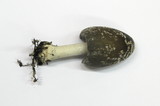 Coprinopsis picacea image