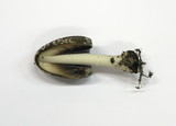 Coprinopsis picacea image