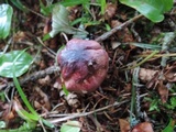 Russula sanguinaria image