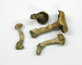 Cortinarius hinnuleus image