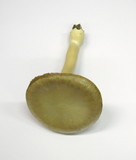Entoloma sinuatum image