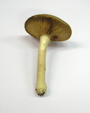 Entoloma sinuatum image