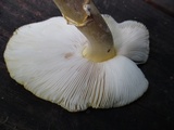 Amanita flavorubens image