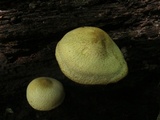 Tricholomopsis decora image