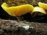 Tricholomopsis decora image