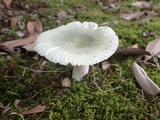Russula heterophylla image