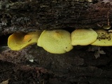 Tricholomopsis decora image