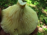 Lactarius hygrophoroides image
