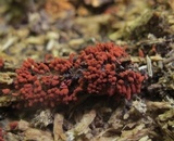 Arcyria denudata image