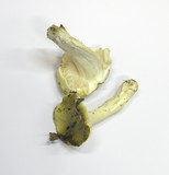 Tricholoma viridilutescens image