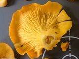 Cantharellus lateritius image