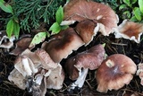 Gymnopus luxurians image