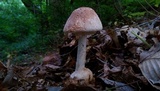 Amanita daucipes image