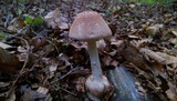 Amanita daucipes image