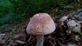 Amanita daucipes image