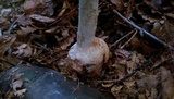 Amanita daucipes image