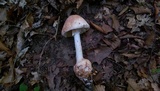 Amanita daucipes image