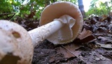 Amanita daucipes image