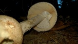 Amanita daucipes image