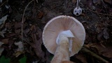 Amanita daucipes image