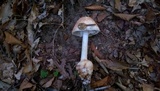 Amanita daucipes image