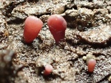 Coryne dubia image