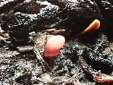 Coryne dubia image