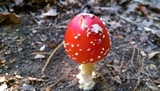 Amanita parcivolvata image