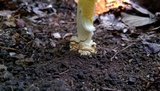 Amanita parcivolvata image
