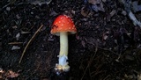 Amanita parcivolvata image