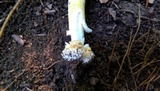 Amanita parcivolvata image