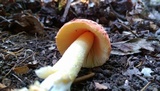 Amanita parcivolvata image