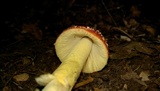 Amanita parcivolvata image