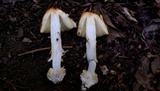 Amanita parcivolvata image