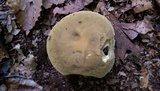 Boletus nobilis image