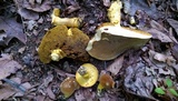 Boletus auripes image