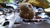 Boletus auripes image