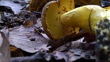 Boletus auripes image