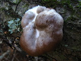 Reticularia lycoperdon image