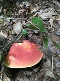 Boletus pallidoroseus image