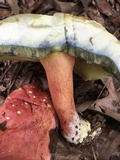 Boletus pallidoroseus image