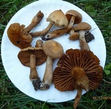 Cortinarius distans image